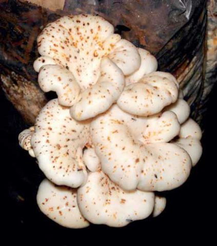 Oyster mushrooms turn yellow: why, what to do