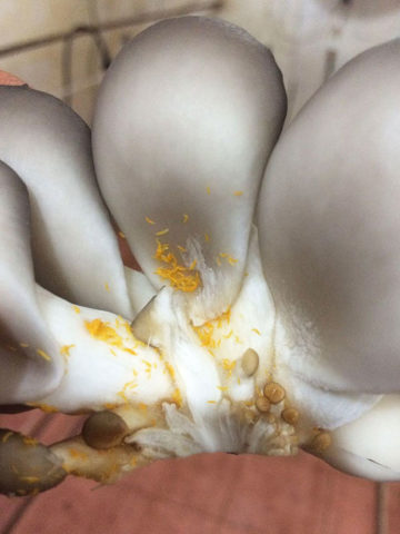 Oyster mushrooms turn yellow: why, what to do