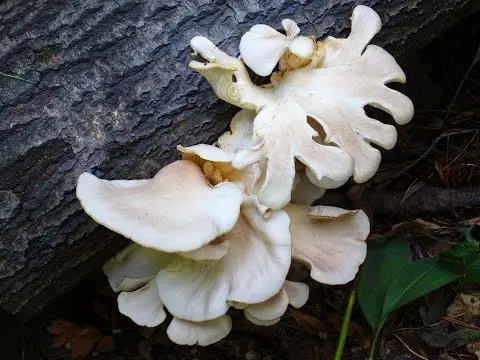 Oyster Oyster (Pleurotus ostreatus) photo and description