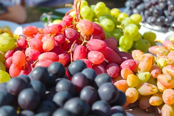 Ozone grapes: description and varietal characteristics of the crop, pros and cons + the best varieties of Pavlovsky selection