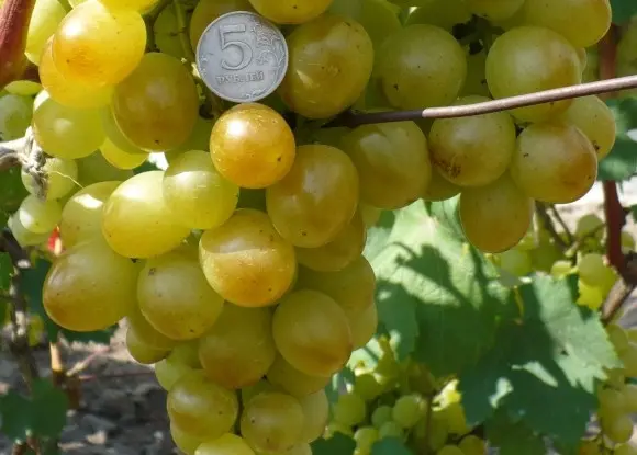 Ozone grapes: description and varietal characteristics of the crop, pros and cons + the best varieties of Pavlovsky selection