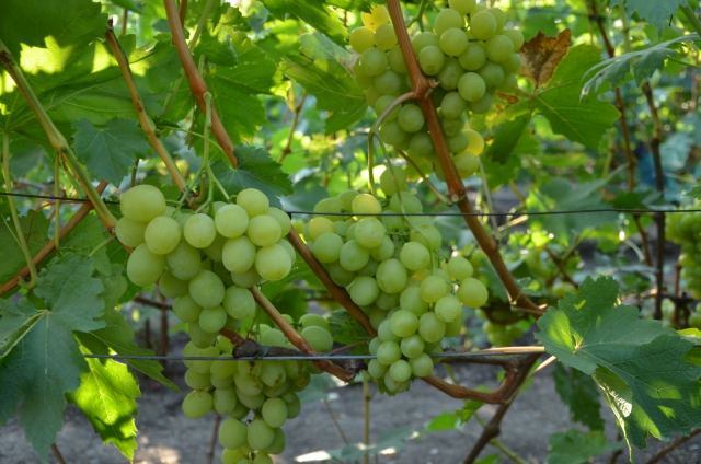 Ozone grapes: description and varietal characteristics of the crop, pros and cons + the best varieties of Pavlovsky selection