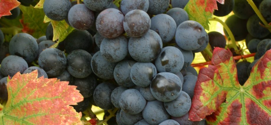 Ozone grapes: description and varietal characteristics of the crop, pros and cons + the best varieties of Pavlovsky selection