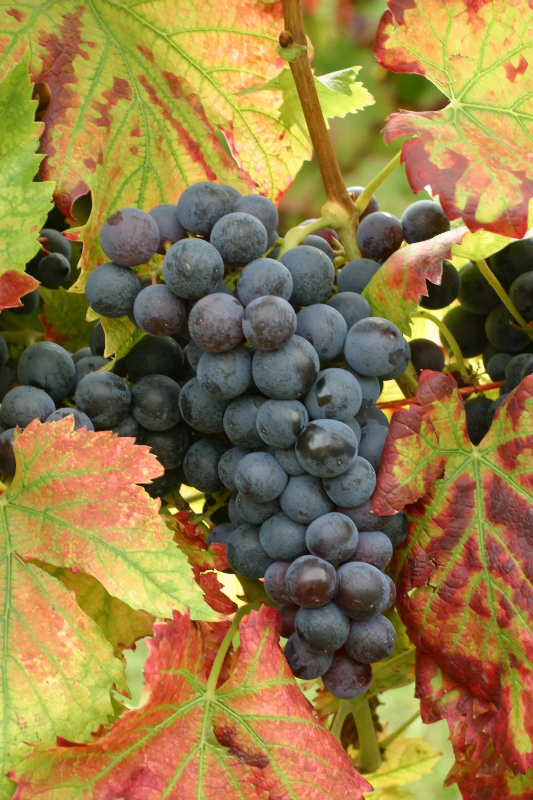 Ozone grapes: description and varietal characteristics of the crop, pros and cons + the best varieties of Pavlovsky selection