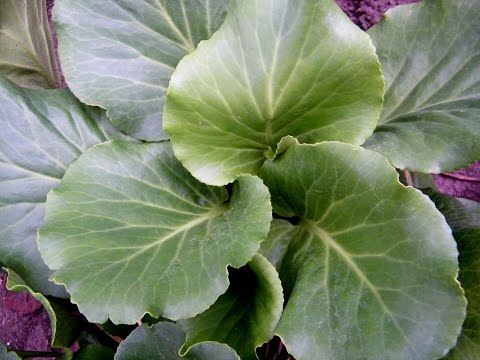 Pacific bergenia: description, medicinal properties and folk recipes