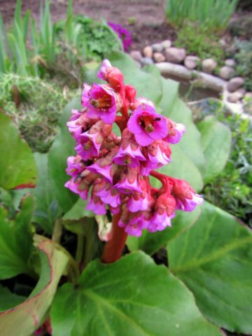 Pacific bergenia: description, medicinal properties and folk recipes