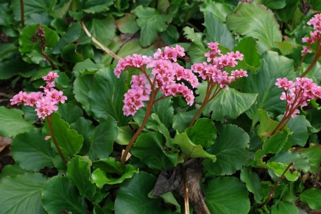 Pacific bergenia: description, medicinal properties and folk recipes