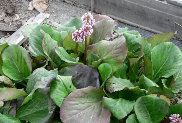 Pacific bergenia: description, medicinal properties and folk recipes