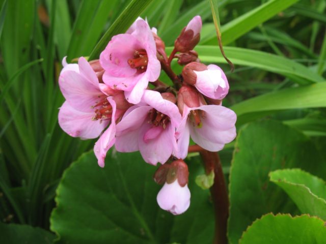 Pacific bergenia: description, medicinal properties and folk recipes