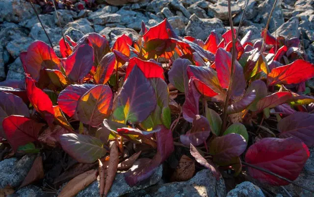 Pacific bergenia: description, medicinal properties and folk recipes