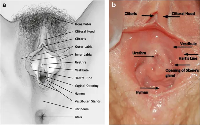 Pain and swelling in the area of ​​the vestibule