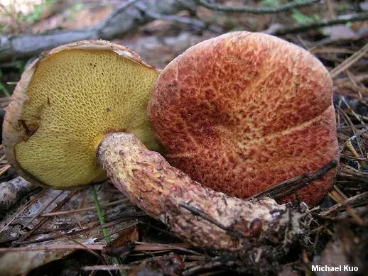 Painted butterdish (Suillus spraguei) photo and description