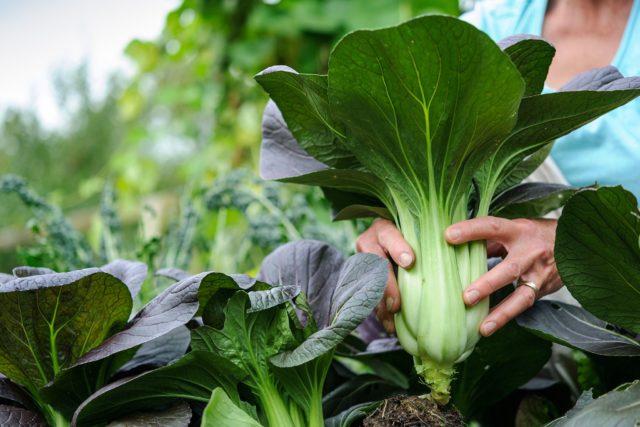 Pak-choi salad: description, cultivation and care, reviews