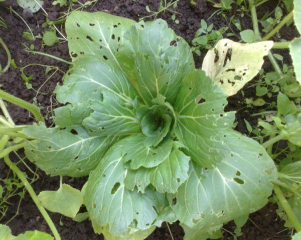 Pak-choi salad: description, cultivation and care, reviews