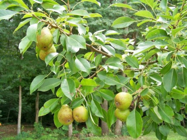 Pakham pear: photo and description