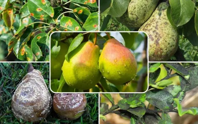 Pakham pear: photo and description