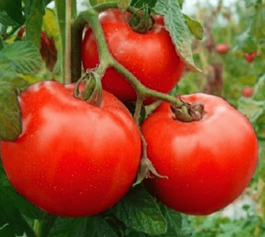 Palace Tomatoes: variety description, photos, reviews of gardeners