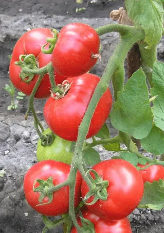 Palace Tomatoes: variety description, photos, reviews of gardeners