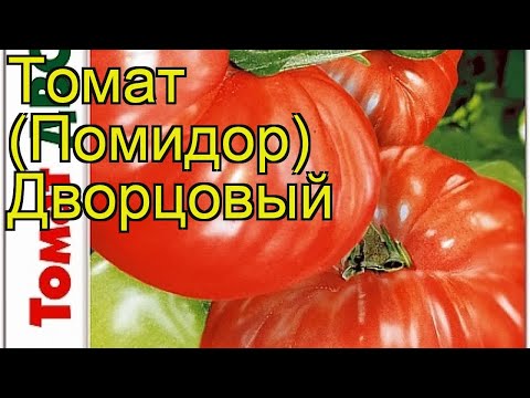 Palace Tomatoes: variety description, photos, reviews of gardeners