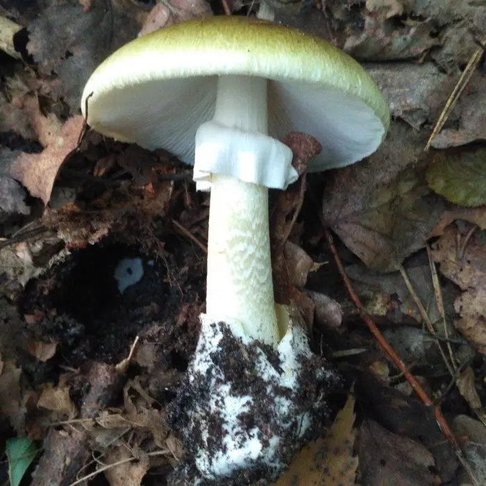 Pale grebe (Amanita phalloides) photo and description