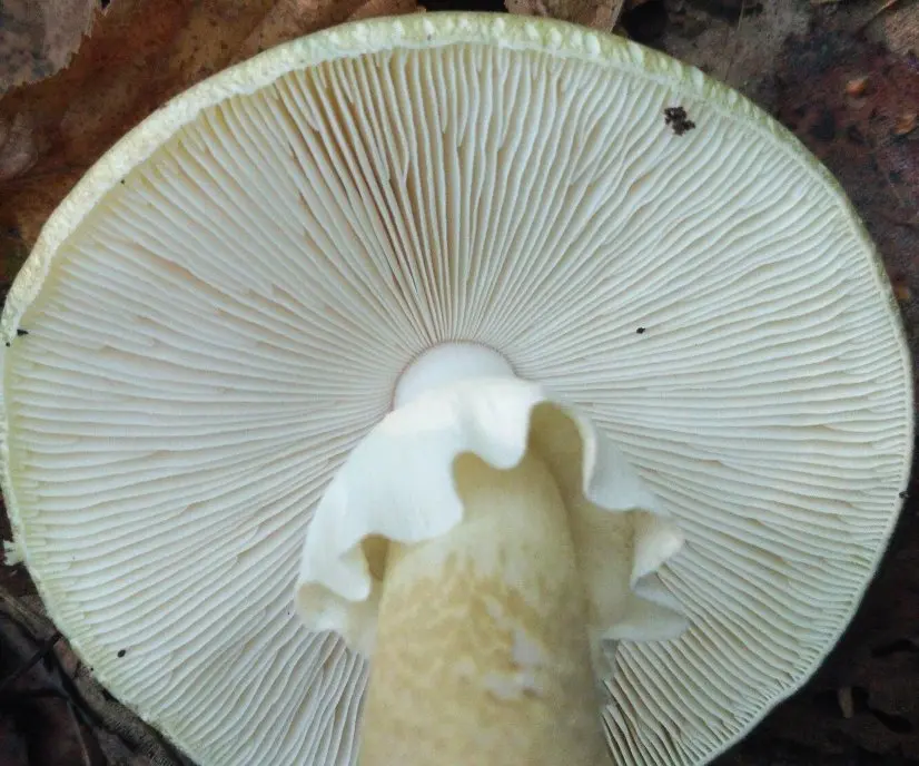 Pale grebe (Amanita phalloides) photo and description