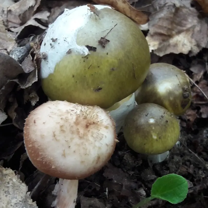 Pale grebe (Amanita phalloides) photo and description