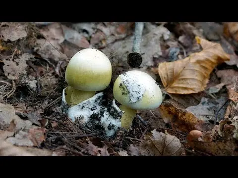 Pale grebe (Amanita phalloides) photo and description