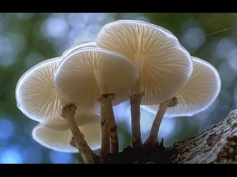 Pale grebe (fly agaric green): photo and description, symptoms of poisoning and first aid