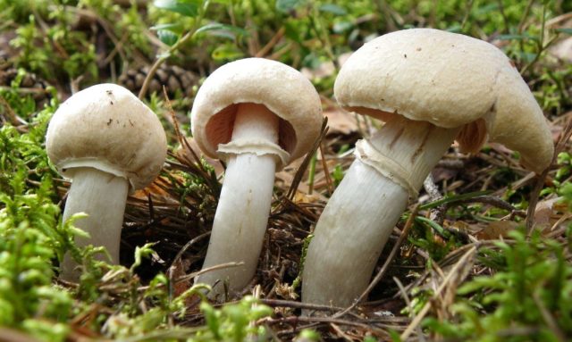 Pale grebe (fly agaric green): photo and description, symptoms of poisoning and first aid