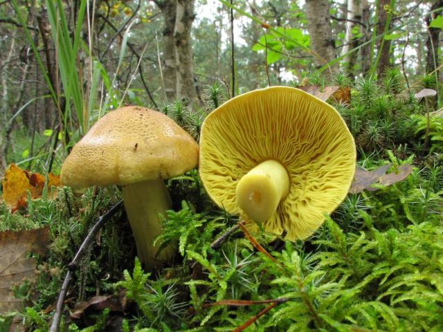 Pale grebe (fly agaric green): photo and description, symptoms of poisoning and first aid