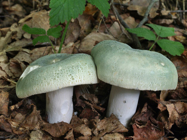 Pale grebe (fly agaric green): photo and description, symptoms of poisoning and first aid