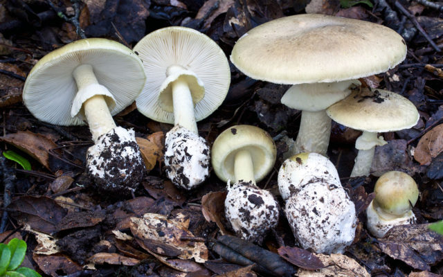 Pale grebe (fly agaric green): photo and description, symptoms of poisoning and first aid