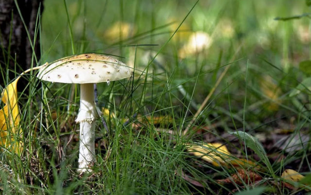 Pale grebe (fly agaric green): photo and description, symptoms of poisoning and first aid