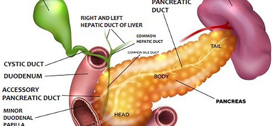 Pancreas &#8211; functions and malfunctions of the organ