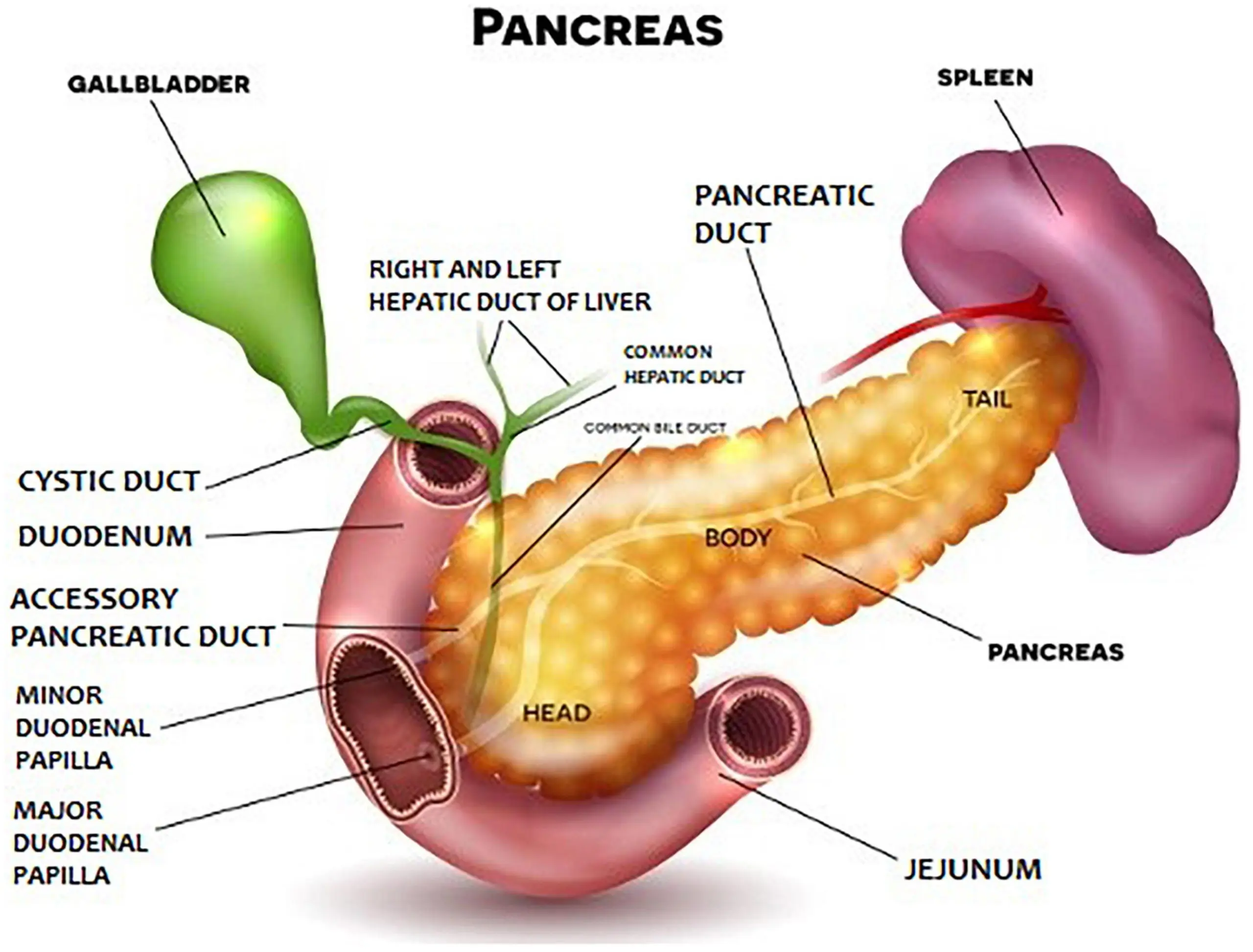 Pancreas &#8211; functions and malfunctions of the organ