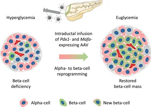 Pancreatic alpha cells can be reprogrammed