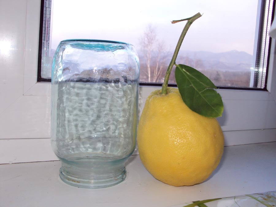 Panderose lemon care at home