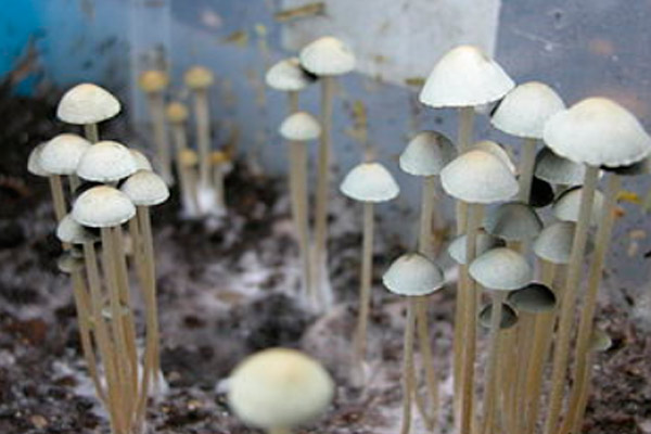 Paneolus blue: photo and description