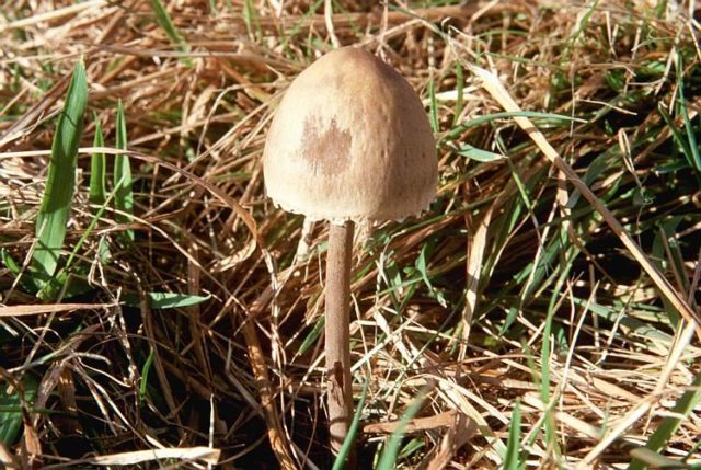 Paneolus campanulate (Bell asshole): photo and description