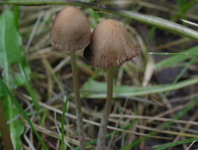 Paneolus moth: photo and description