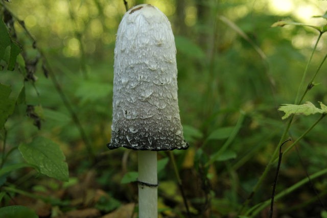 Paneolus moth: photo and description