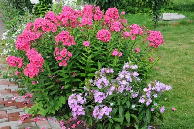 Panicled phlox: photos and varieties with names and descriptions