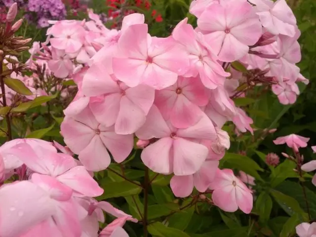 Panicled phlox: photos and varieties with names and descriptions