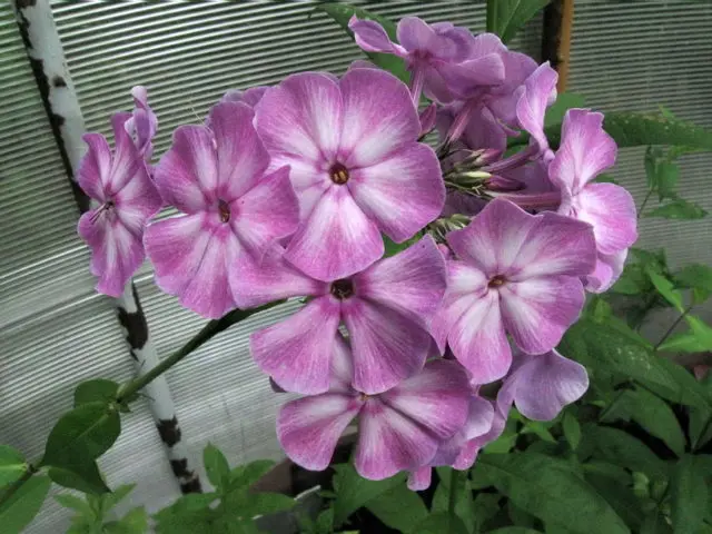 Panicled phlox: photos and varieties with names and descriptions