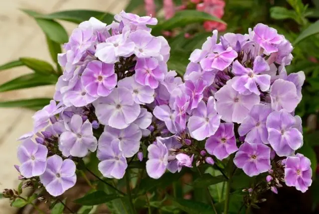 Panicled phlox: photos and varieties with names and descriptions