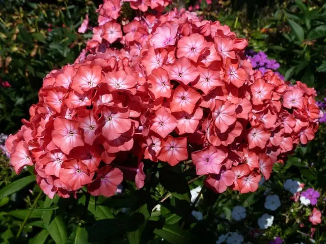 Panicled phlox: photos and varieties with names and descriptions