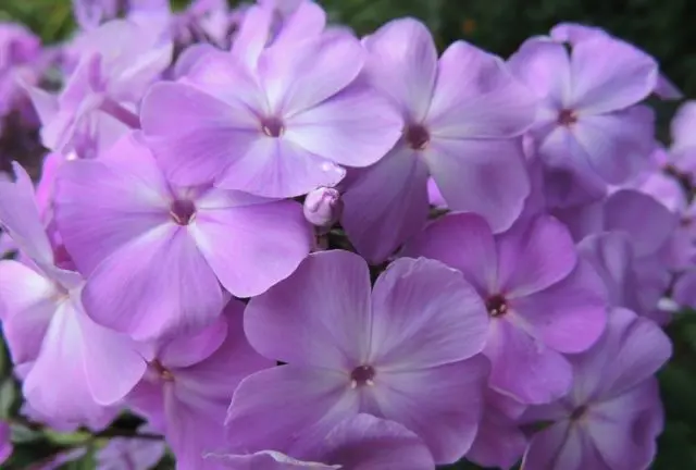 Panicled phlox: photos and varieties with names and descriptions