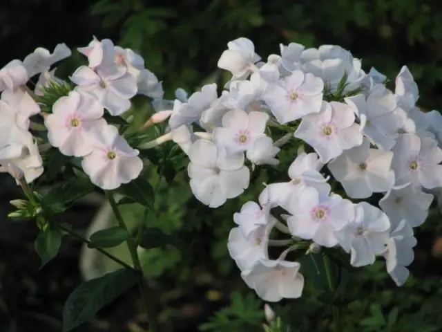 Panicled phlox: photos and varieties with names and descriptions