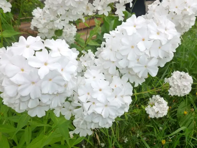 Panicled phlox: photos and varieties with names and descriptions