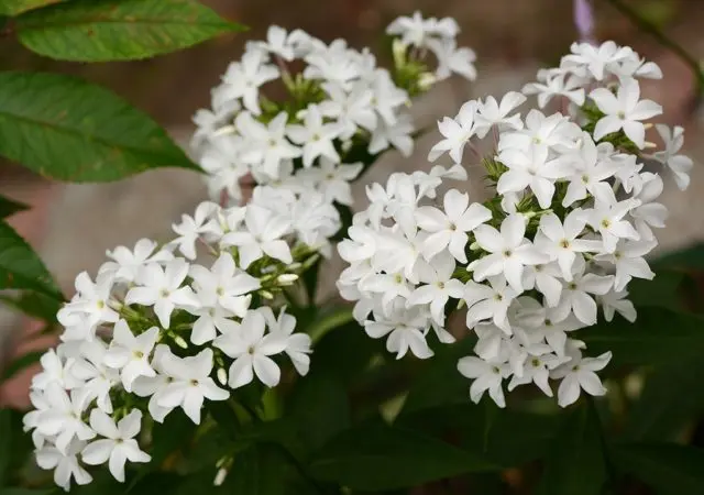 Panicled phlox: photos and varieties with names and descriptions